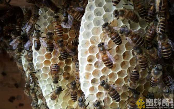 新手怎样养蜜蜂不会跑？新手怎么开始养蜂