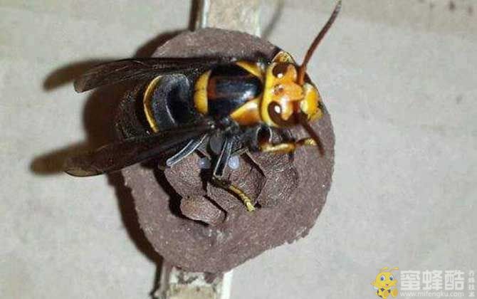 黄脚虎头蜂吃蜜蜂吗？(图1)