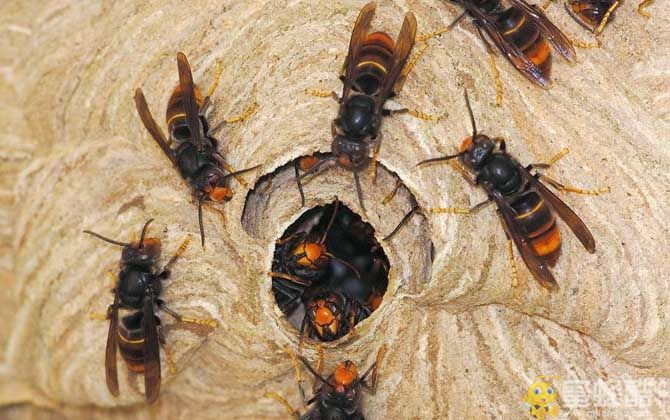 黄脚虎头蜂吃蜜蜂吗？(图3)