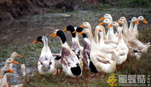 春夏季鸭瘟如何防治？鸭瘟的症状治疗方法(图1)