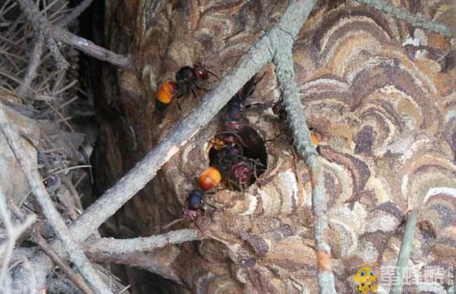 马蜂品种大全：黄腰虎头蜂什么月份散巢？(图3)