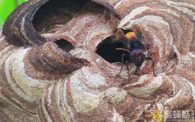 马蜂品种大全：黄腰虎头蜂什么月份散巢？(图2)