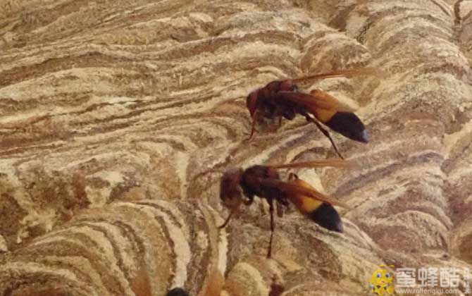 马蜂品种大全：黄腰虎头蜂什么月份散巢？(图4)