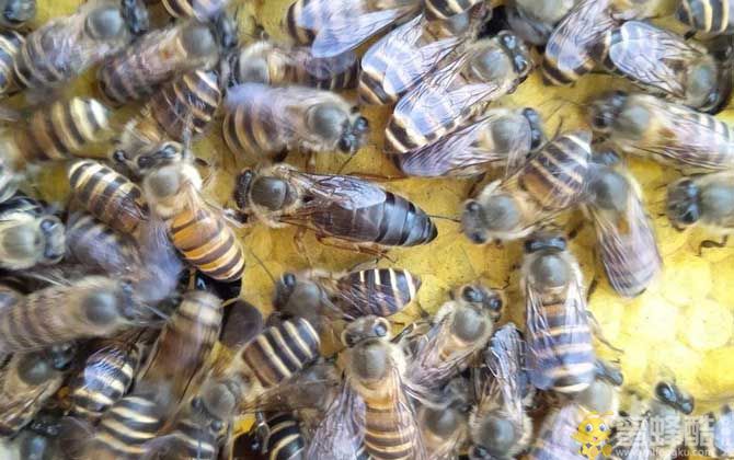 一群蜂有几个蜂王？一窝蜜蜂里面有几只蜂王？