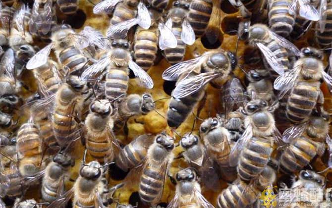 一群蜂有几个蜂王？一窝蜜蜂里面有几只蜂王？(图2)