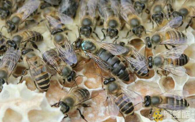 一群蜂有几个蜂王？一窝蜜蜂里面有几只蜂王？(图3)