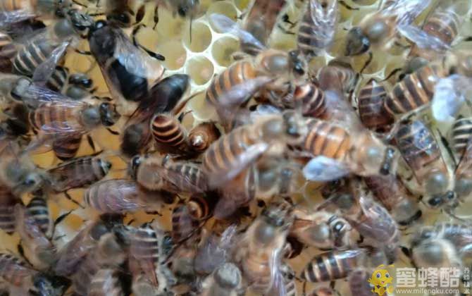 一群蜂有几个蜂王？一窝蜜蜂里面有几只蜂王？(图4)