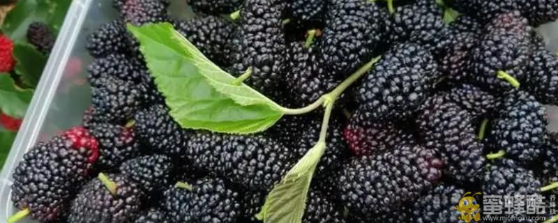 黑色的水果有哪几种：常见的有桑葚、黑加仑、黑石榴等
