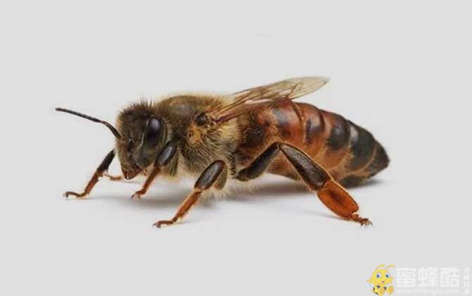 西方蜜蜂：突尼斯蜂的品种有哪些(图1)