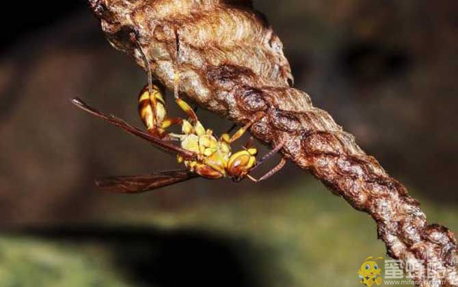 黄斑细脚胡蜂图片的生活习性(图4)