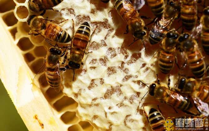 蜜蜂大肚病怎样引起？蜜蜂涨肚子的防治方法(图2)