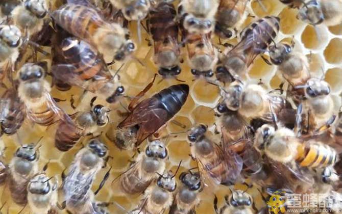 蜜蜂大肚病怎样引起？蜜蜂涨肚子的防治方法(图5)