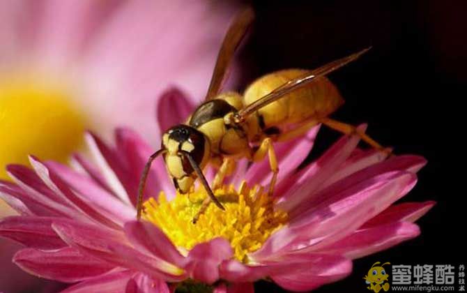 十大最厉害的蜂，黑盾胡蜂有什么作用？(图4)