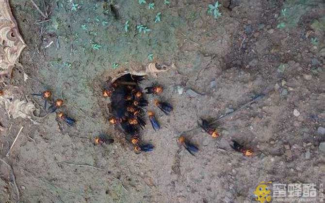 大黑土蜂图片：红娘大黑蜂的养殖方法(图3)
