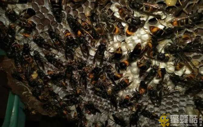 大黑土蜂图片：红娘大黑蜂的养殖方法(图5)