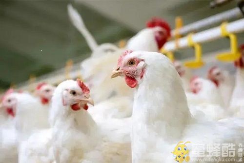 新手养鸡需要注意什么？肉鸡养殖怎样节约成本？
