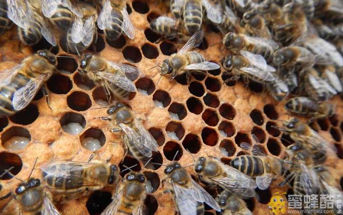 蜜蜂白垩病(真菌传染病)防治方法
