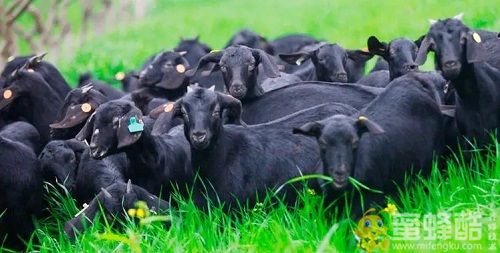 夏季黑山羊养殖技术和管理方法