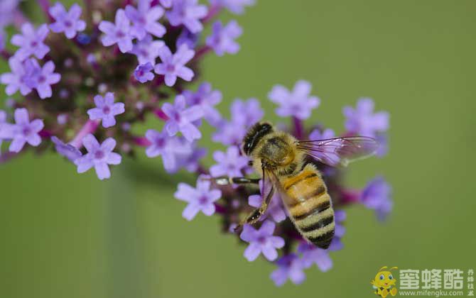 2023年蜜蜂多少钱一箱？