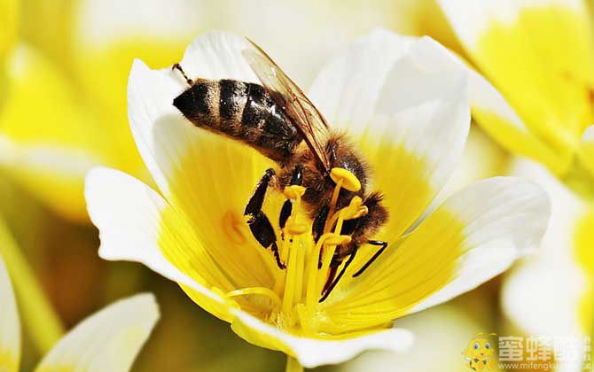 2023年养蜜蜂有前景吗？(图2)