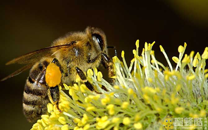 2023年养蜜蜂有前景吗？