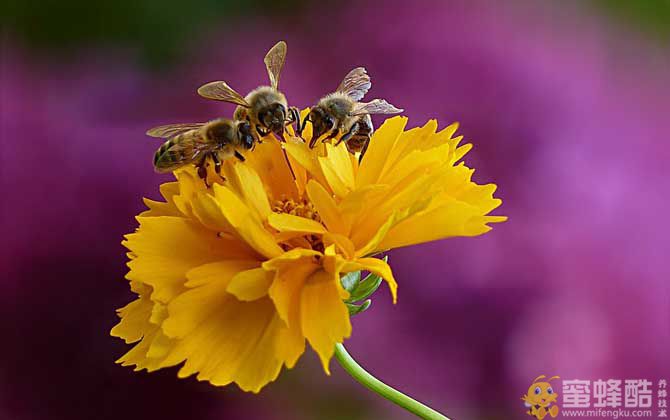 2023年养蜜蜂能赚钱吗？(图4)