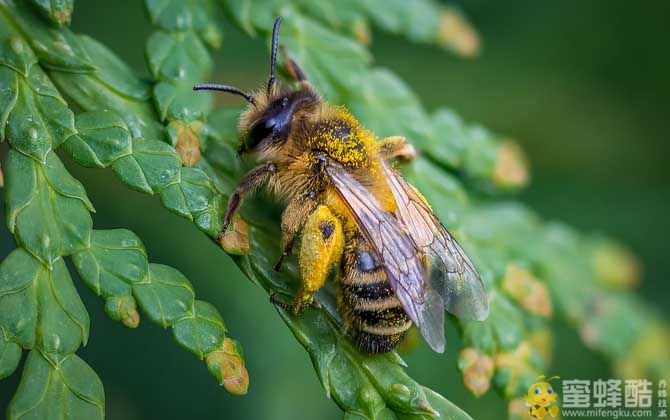 2023年养蜜蜂能赚钱吗？