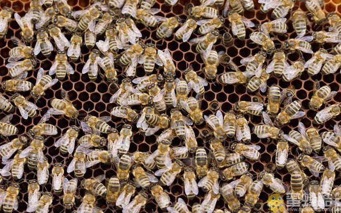 我国有多少群蜜蜂？