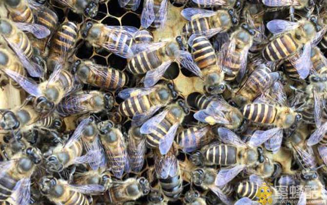 发展蜜蜂养殖有什么好处？(图1)