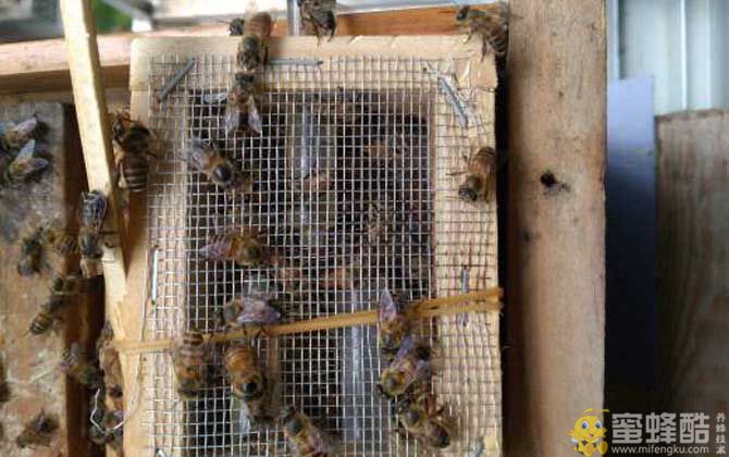 发展蜜蜂养殖有什么好处？(图4)