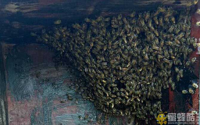 发展蜜蜂养殖有什么好处？(图5)