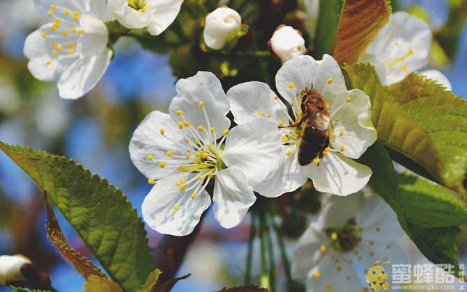 蜜蜂养殖的成本高吗？