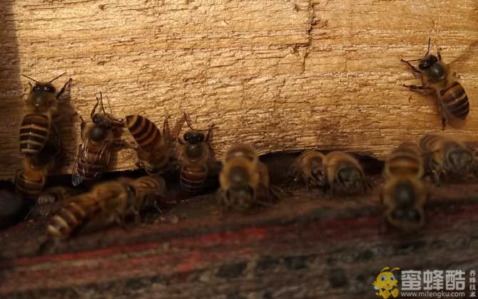 在农村养殖蜜蜂能赚钱吗？(图1)