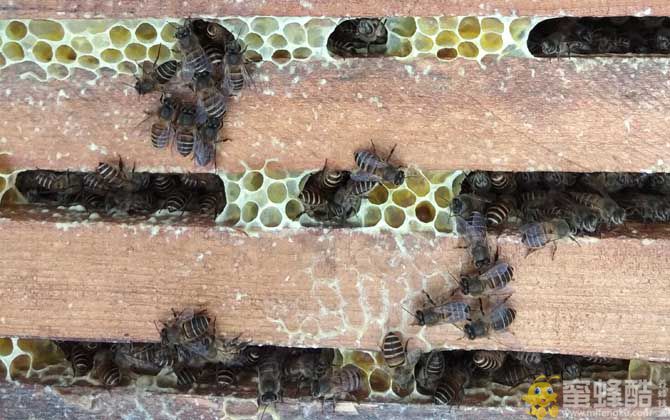 在农村养殖蜜蜂能赚钱吗？(图2)