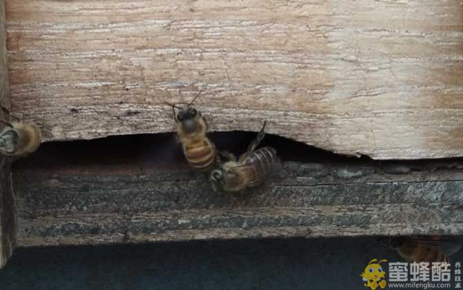 在农村养殖蜜蜂能赚钱吗？(图4)