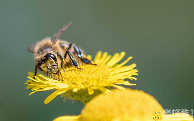 养蜜蜂要投资多少钱？