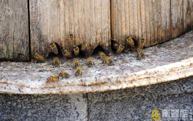 养100箱蜜蜂要多少资金？(图2)