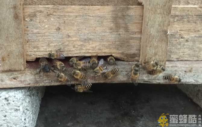 养一箱蜜蜂要多少成本？(图2)