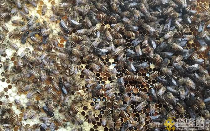 养一箱蜜蜂要多少成本？(图3)
