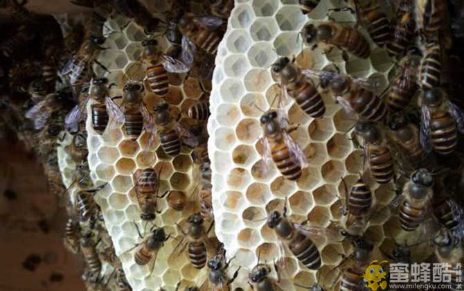 在农村养蜜蜂要花多少钱？(图1)