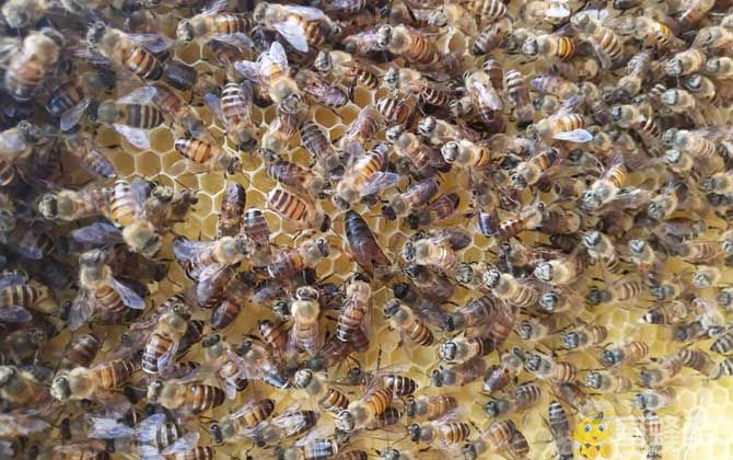 在农村养蜜蜂要花多少钱？(图2)