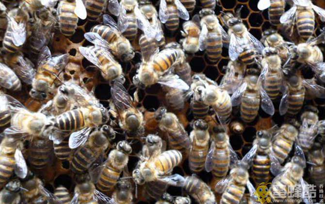 在农村养蜜蜂要花多少钱？(图4)