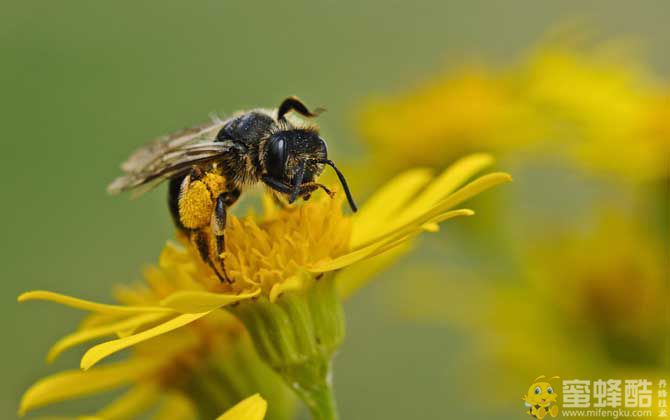 蜜蜂蛰了怎么消肿止痒？(图2)