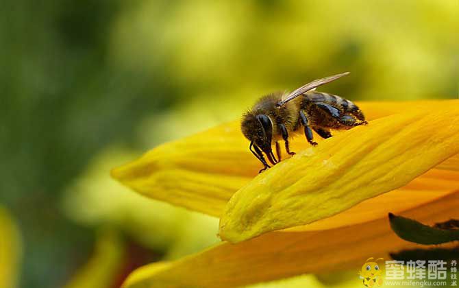 梦见蜜蜂是什么预兆？(图1)