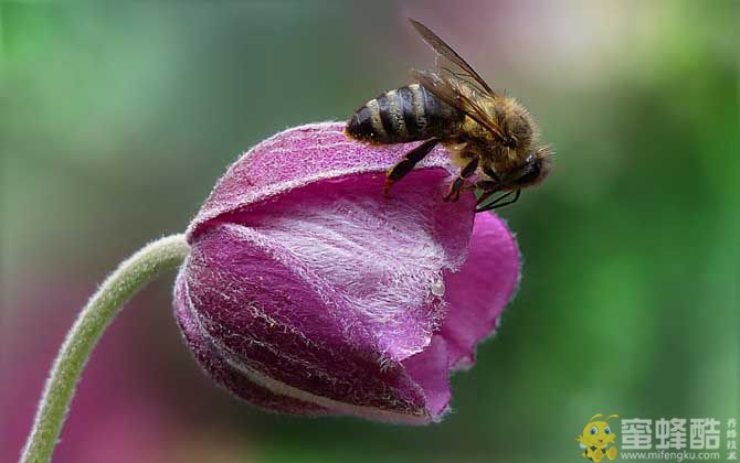 蜜蜂为什么在逐渐消失？(图2)