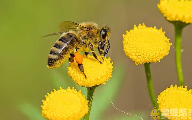 蜜蜂一生能采多少蜂蜜？(图2)