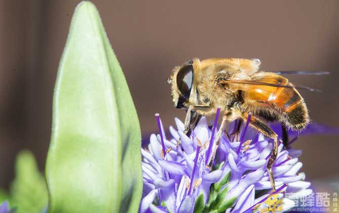 蜜蜂有几条腿和翅膀？(图1)