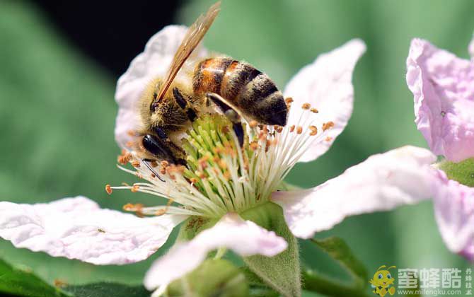 蜜蜂酿蜂蜜是为了什么？