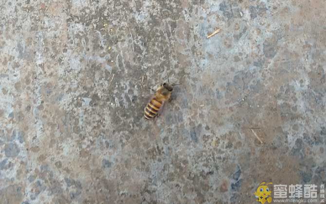 土蜂和洋蜂有什么区别？