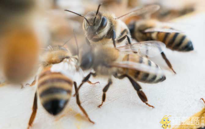 养蜂初学者该怎么做？(图1)
